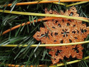 v�no�n� strome�ek na v�noce